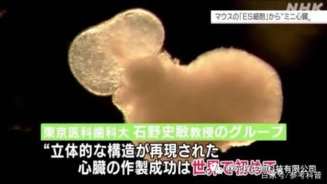 日本用干细胞培育出迷你心脏