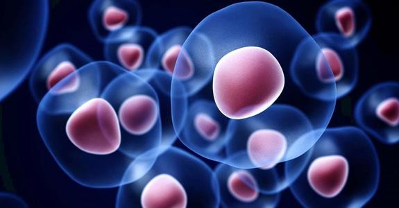 干细胞归巢——为什么干细胞抗衰老只需要“回输”