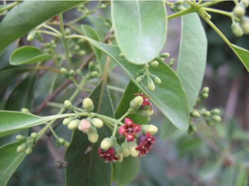 佰裕丰檀香种植的经济价值探索，为什么要种植檀香树？