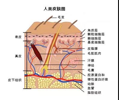 干细胞与皮肤衰老和再生