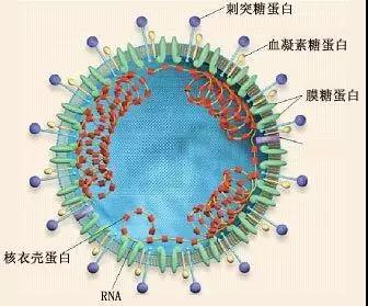病毒是如何使人致病的？